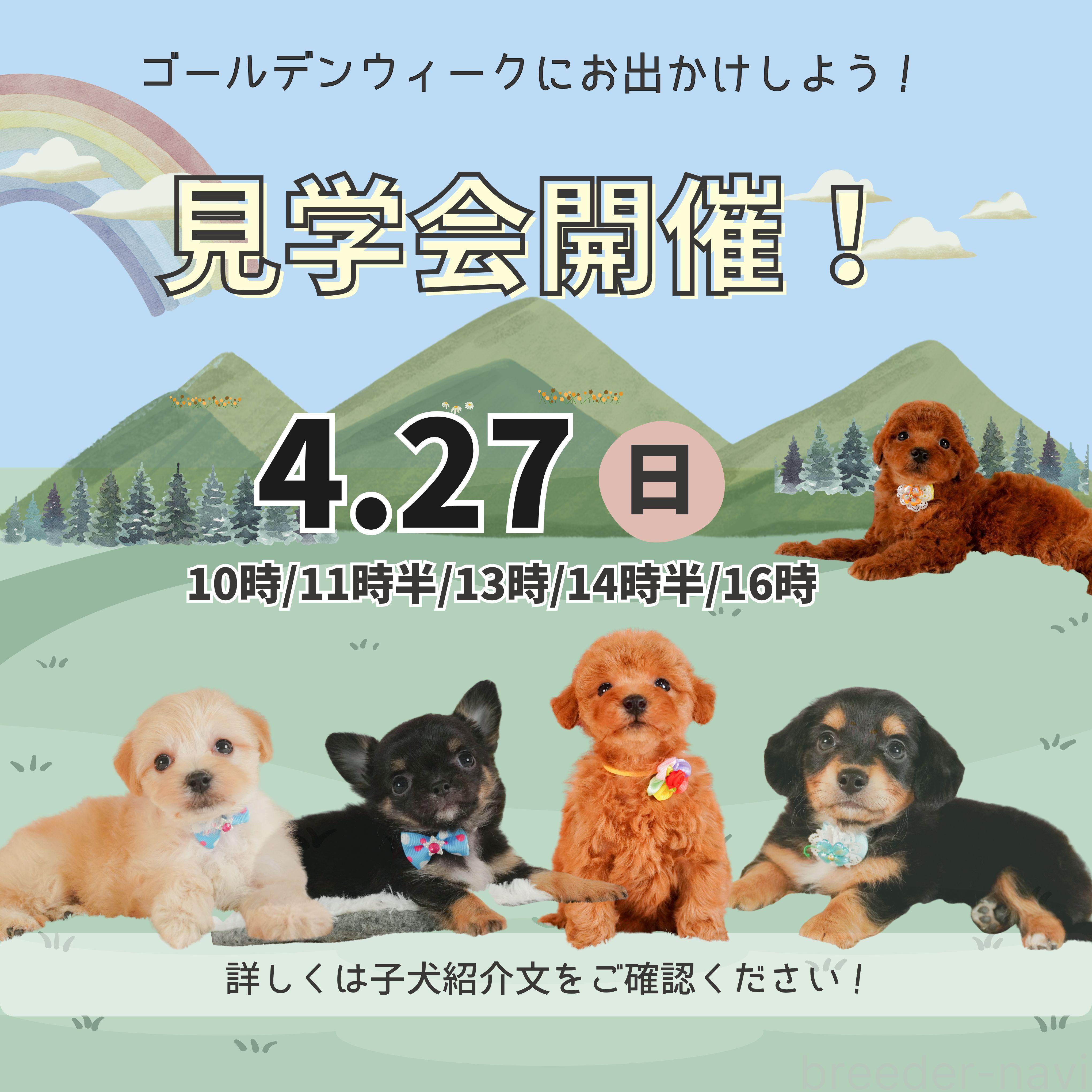 成約済の静岡県のマルプー:マルチーズ×トイプードル-358675の3枚目